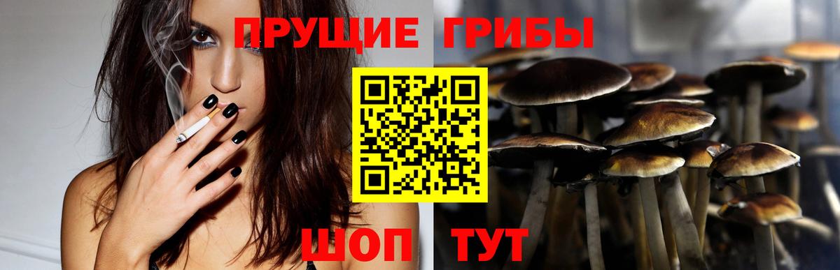 Псилоцибиновые грибы Psilocybine cubensis Южноуральск
